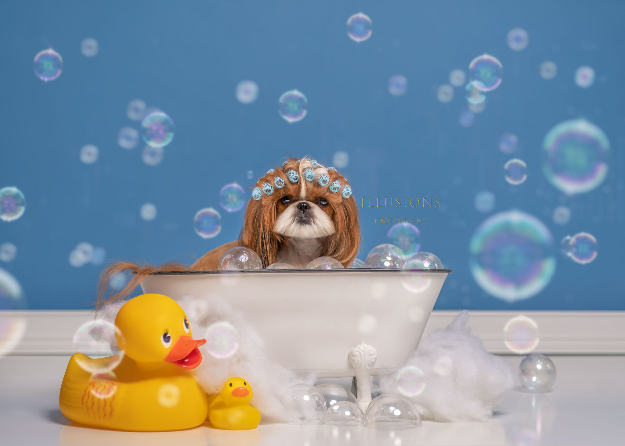 Home  Blue Bubbles Pet Spa